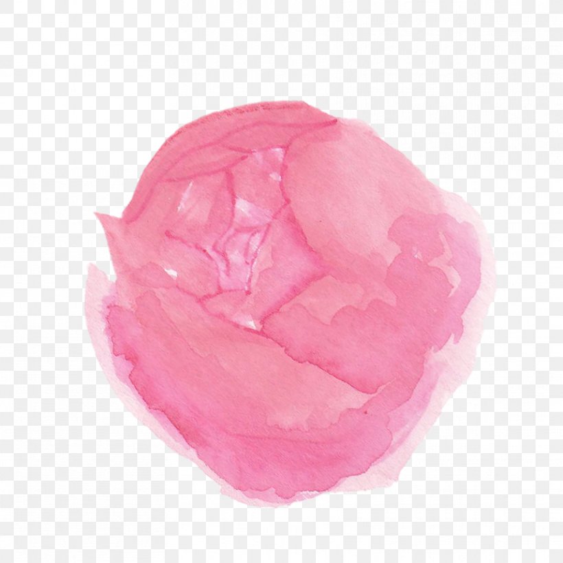 Rosaceae Pink M Rose, PNG, 858x858px, Rosaceae, Magenta, Petal, Pink, Pink M Download Free