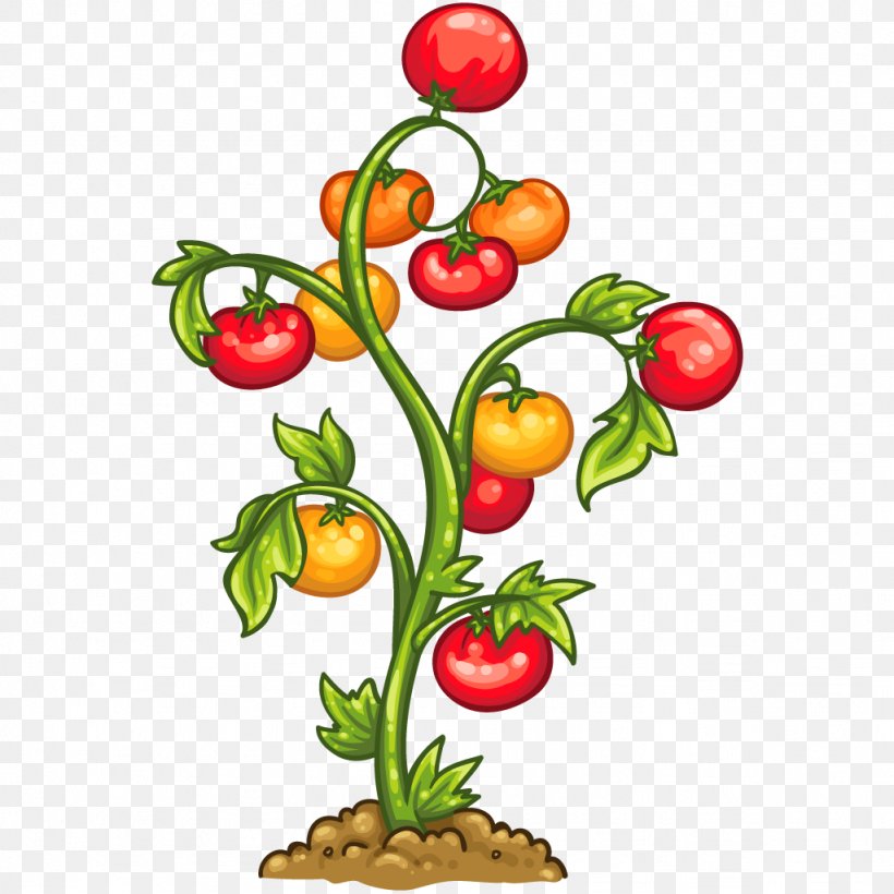 Tomato Vegetable Plant Auglis Food, PNG, 1024x1024px, Tomato, Artwork, Auglis, Didactic Method, Education Download Free