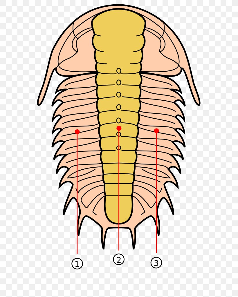 Trilobite Lobes Of The Brain Fossil Pygidium, PNG, 591x1024px, Watercolor, Cartoon, Flower, Frame, Heart Download Free