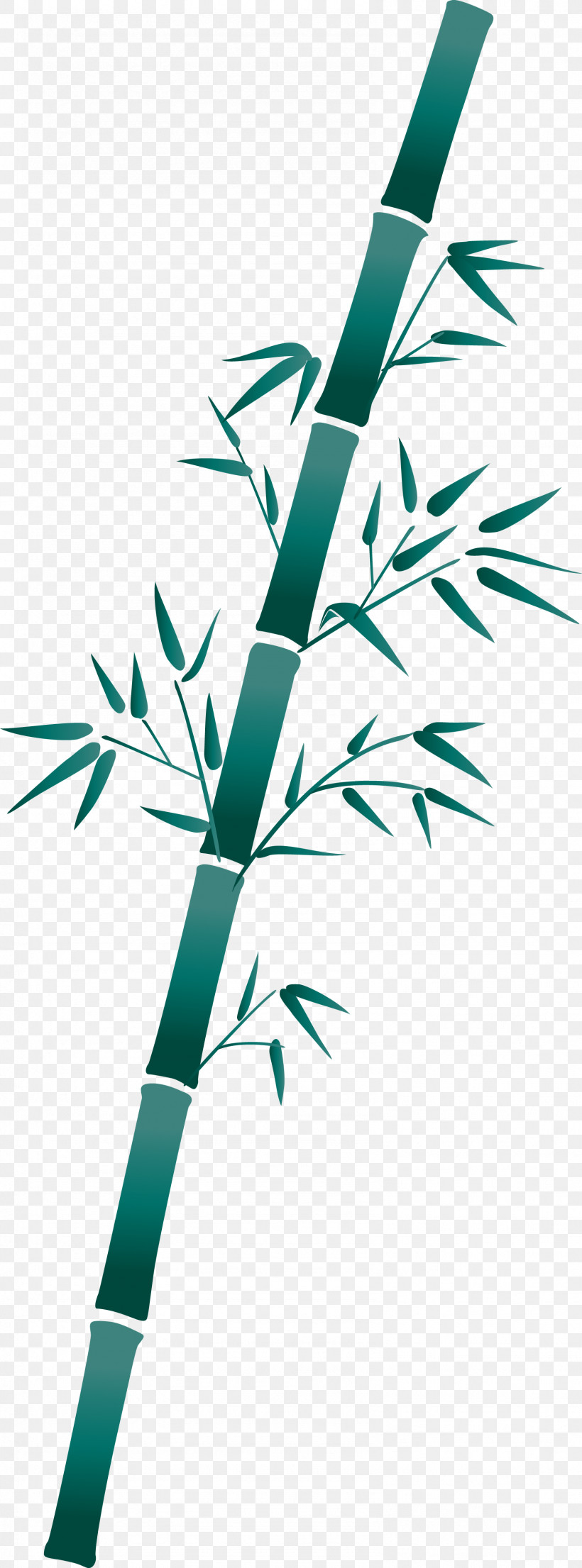 Bamboo Leaf, PNG, 1586x4277px, Bamboo, Branch, Flower, Grass, Grass Family Download Free