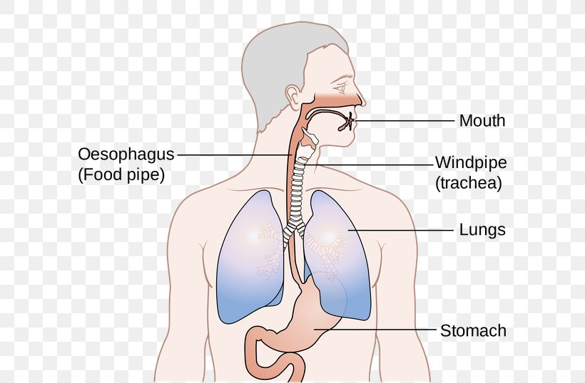 Esophagus Trachea Human Body Human Anatomy, PNG, 602x538px, Watercolor, Cartoon, Flower, Frame, Heart Download Free