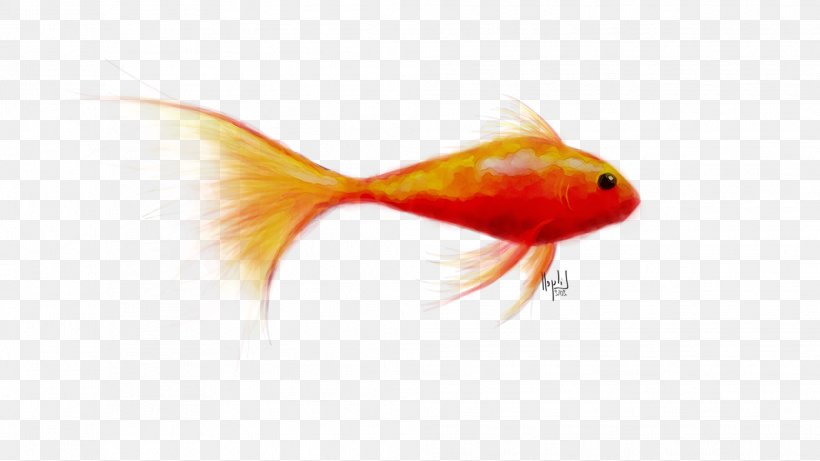 Goldfish Feeder Fish RED.M, PNG, 1984x1116px, Goldfish, Bonyfish, Feeder Fish, Fin, Fish Download Free