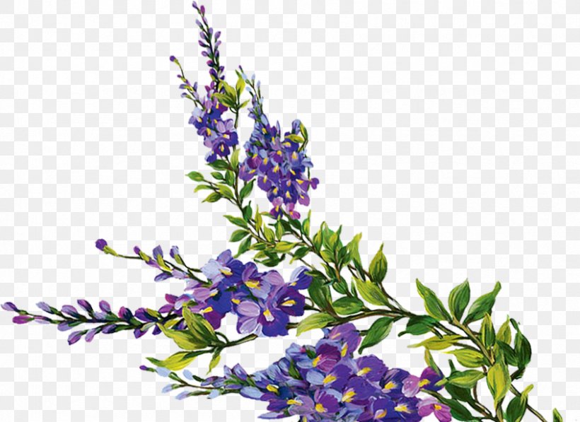 Purple Image Download Violet, PNG, 845x616px, Purple, Chastetree, Cut Flowers, Delphinium, English Lavender Download Free