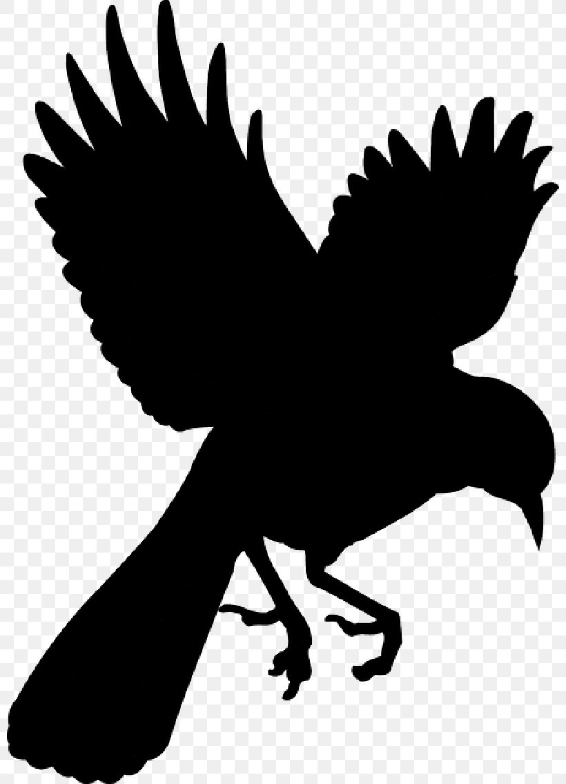 Bird Of Prey Chicken Beak Feather, PNG, 800x1135px, Bird, Accipitriformes, Beak, Bird Of Prey, Black White M Download Free