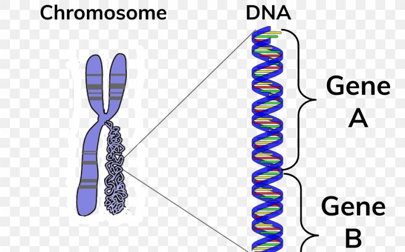 Chromosome DNA Gene BBC Bitesize, PNG, 960x600px, Chromosome, Area, Bbc, Bitesize, Clothing Accessories Download Free