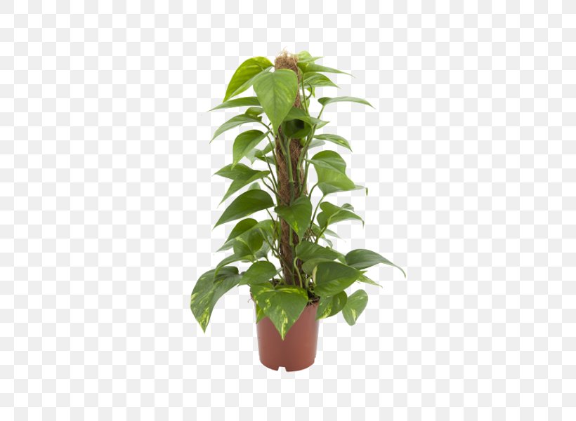 Devil's Ivy Stephanotis Floribunda Plant Garden Leaf, PNG, 600x600px, Stephanotis Floribunda, Bulb, Epipremnum, Evergreen, Flowerpot Download Free