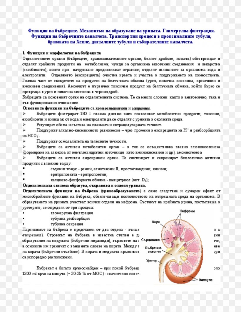 Document Organism Line Diagram Kidney, PNG, 990x1281px, Document, Area, Diagram, Kidney, Organism Download Free