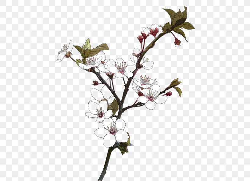 Drawing Download, PNG, 472x594px, Drawing, Blossom, Branch, Cartoon, Cherry Blossom Download Free