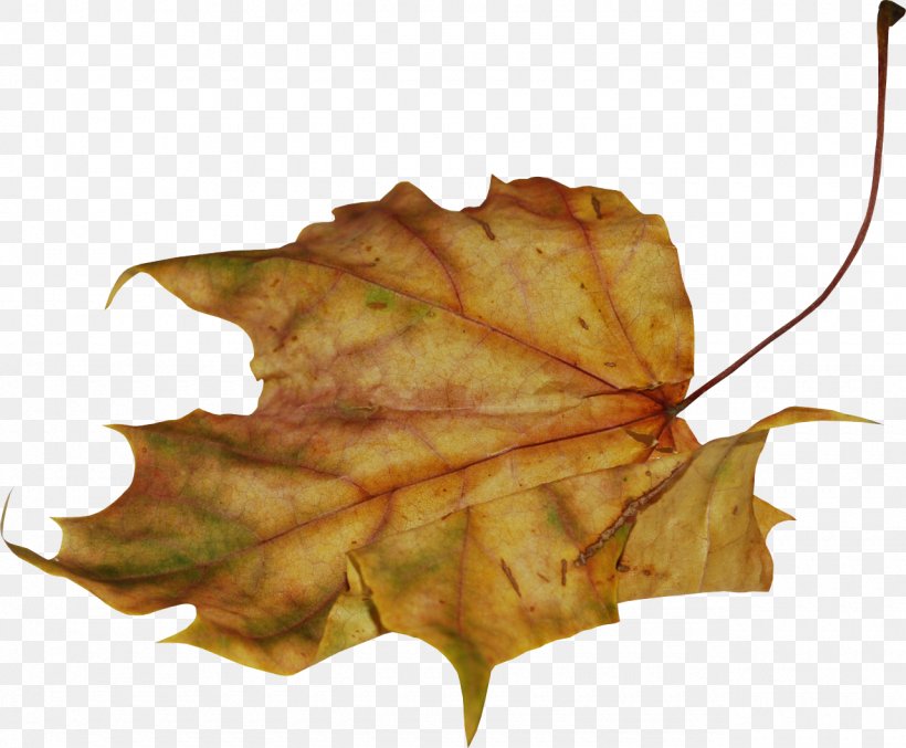 Leaf, PNG, 1280x1058px, Leaf, Liveinternet, Maple Leaf, Photography, Plant Download Free