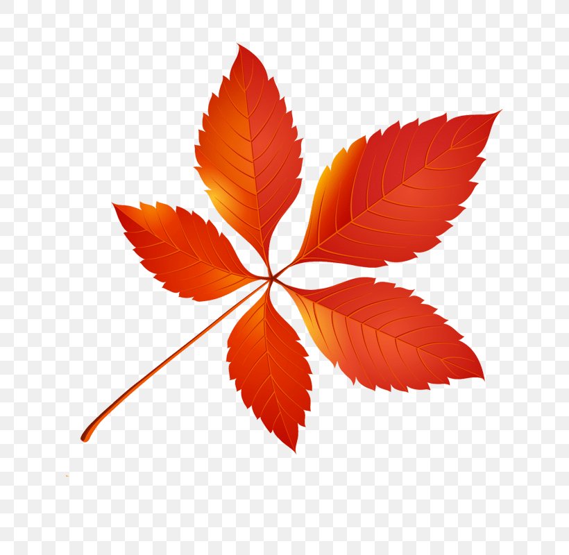 Autumn Leaf Color Clip Art, PNG, 800x800px, Autumn Leaf Color, Autumn, Color, Leaf, Maple Leaf Download Free