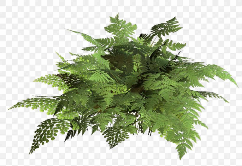 Vascular Plant Herb Fern Maral Root, PNG, 1280x881px, Plant, Alpinia Galanga, Burknar, Fern, Ferns And Horsetails Download Free
