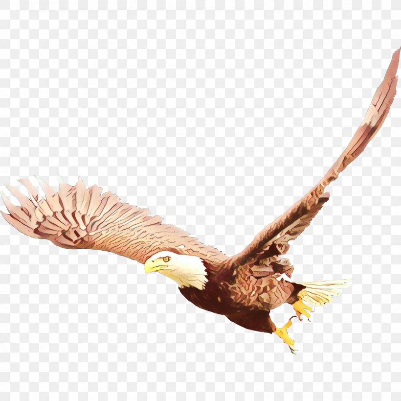 Eagle Bird Of Prey Bird Accipitridae Branch, PNG, 1600x1600px, Cartoon, Accipitridae, Bald Eagle, Bird, Bird Of Prey Download Free