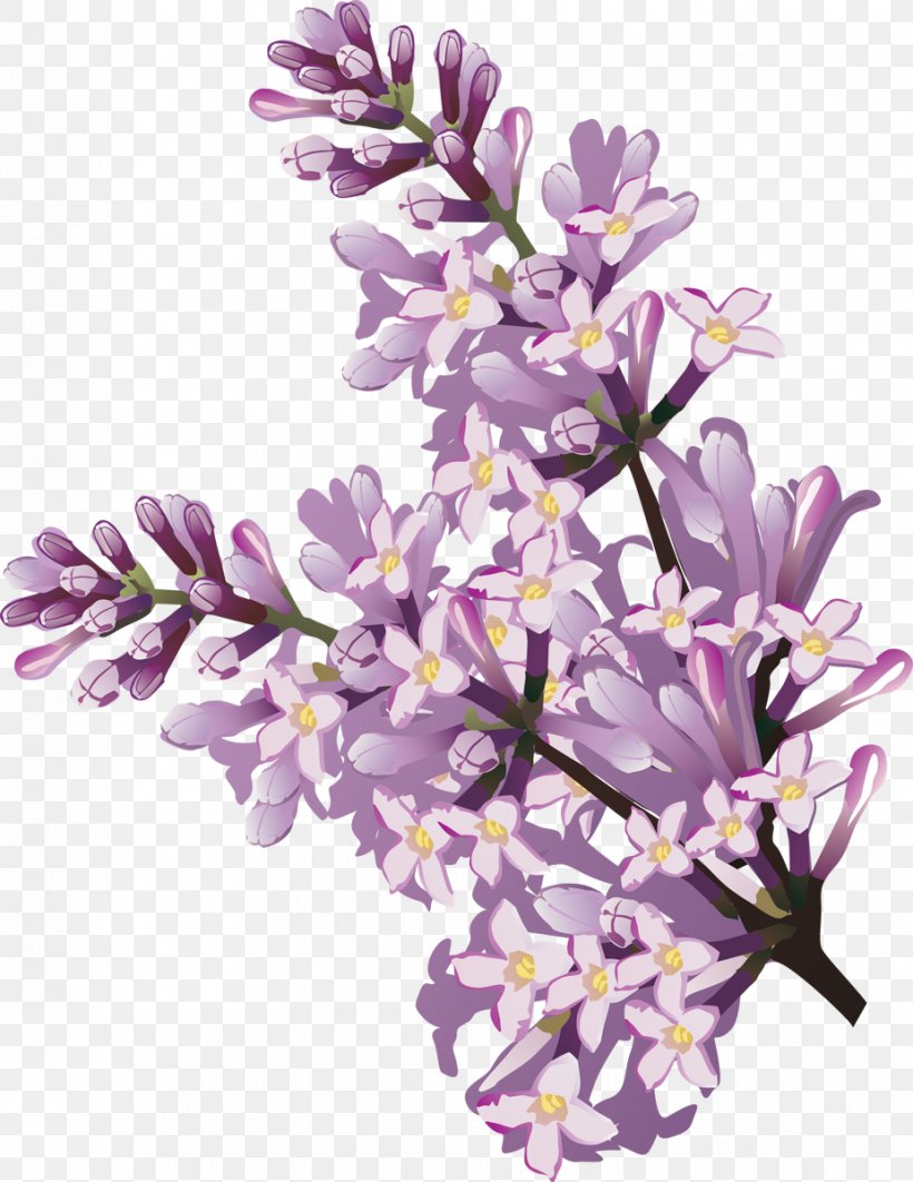 Lilac Flower Clip Art, PNG, 926x1200px, Lilac, Branch, Color, Cut Flowers, English Lavender Download Free