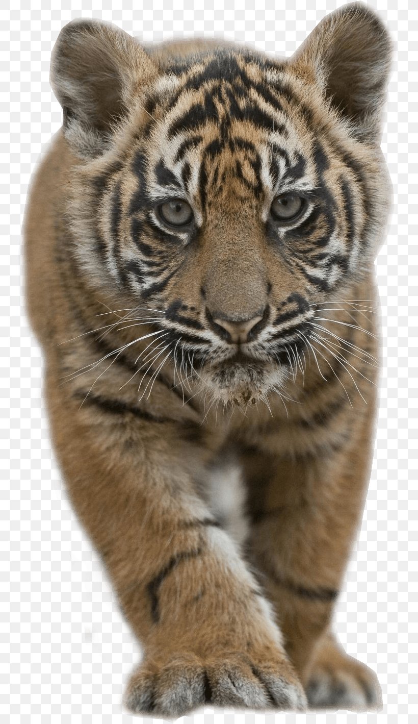 Sumatran Tiger Siberian Tiger Bengal Tiger Lion Cat, PNG, 749x1419px, Siberian Tiger, Animal, Bengal Tiger, Big Cat, Big Cats Download Free