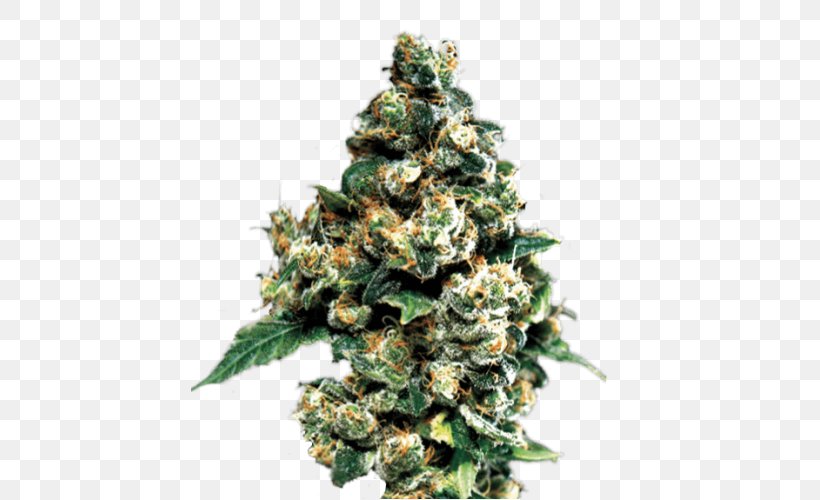 Cannabis Cup Kush Haze Seed, PNG, 500x500px, Cannabis Cup, Autoflowering Cannabis, Cannabis, Cannabis Sativa, Christmas Decoration Download Free