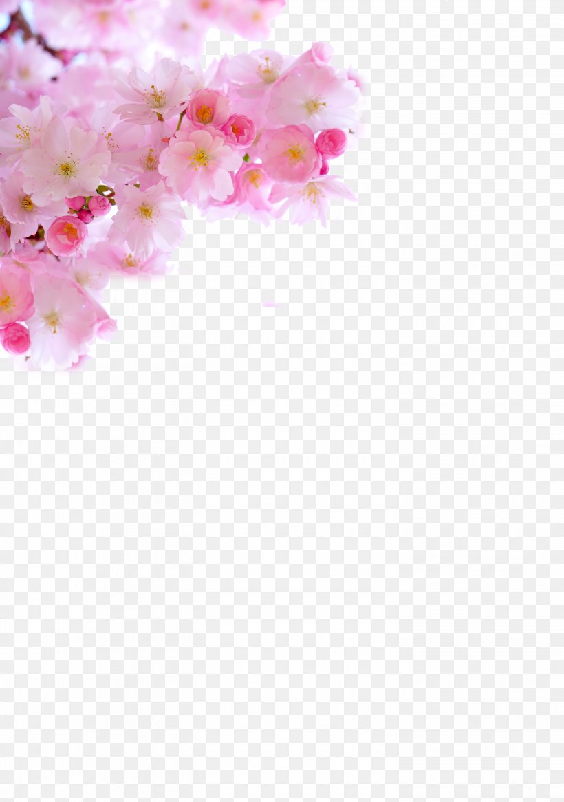 Cherry Blossom, PNG, 2935x4175px, Cherry Blossom, Blossom, Cherry, Floral Design, Flower Download Free