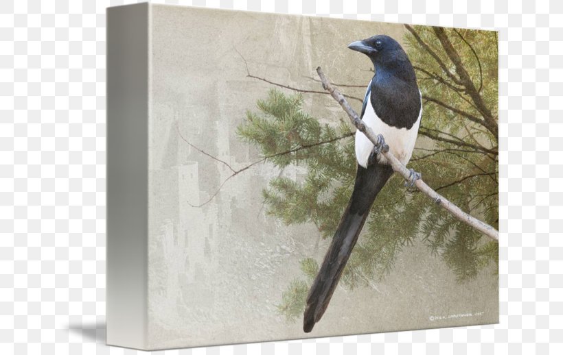 Eurasian Magpie Beak Feather, PNG, 650x518px, Eurasian Magpie, Beak, Bird, Crow Like Bird, Fauna Download Free