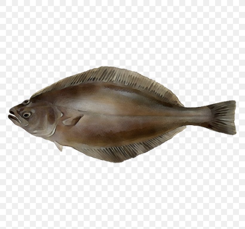 Fish Fish Sole Flatfish Bony-fish, PNG, 767x767px, Watercolor, Bonyfish, Fish, Flatfish, Paint Download Free