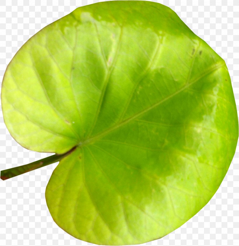 Leaf Photography Picture Frames Clip Art, PNG, 1340x1376px, Leaf, Animal, Branch, Flower, Green Download Free