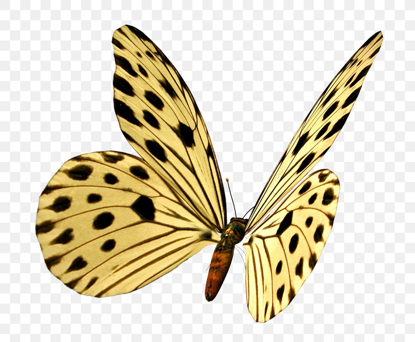 Monarch Butterfly Image Borboleta, PNG, 800x676px, Monarch Butterfly, Argynnis, Borboleta, Brushfooted Butterflies, Brushfooted Butterfly Download Free