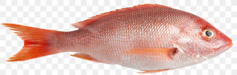 Northern Red Snapper Fish Sashimi Seafood, PNG, 1338x424px, Northern Red Snapper, Animal Figure, Chef, Cooking, Dish Download Free