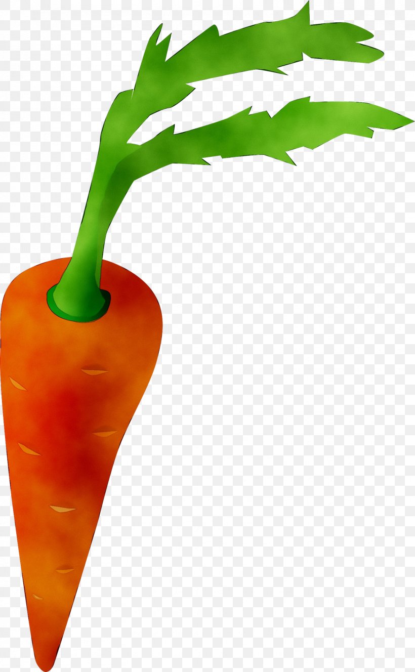 Chili Pepper Cayenne Pepper Peppers Paprika Food, PNG, 1659x2687px, Chili Pepper, Bell Pepper, Bell Peppers And Chili Peppers, Capsicum, Carrot Download Free