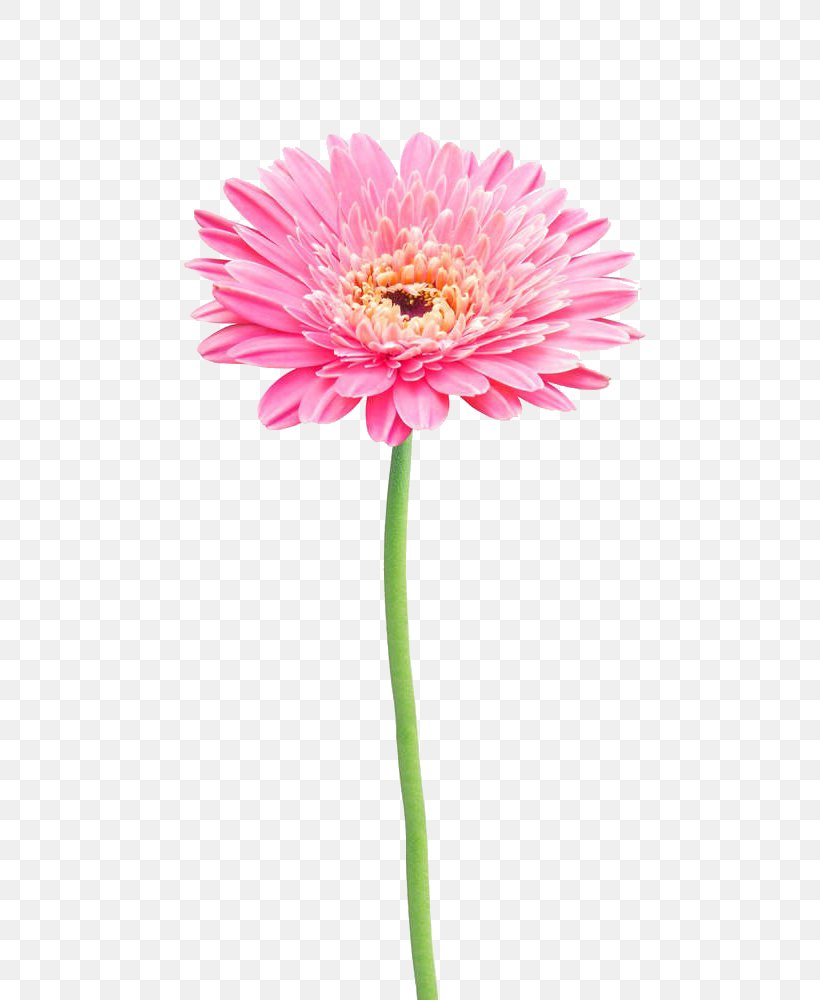 Flower Stock Photography Gerbera Jamesonii Common Daisy, PNG, 664x1000px, Flower, Annual Plant, Asterales, Chrysanthemum, Common Daisy Download Free