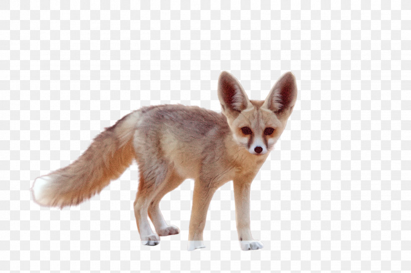 Fox Jackal Fennec Fox Red Fox Swift Fox, PNG, 2452x1632px, Fox, Fennec Fox, Jackal, Red Fox, Swift Fox Download Free