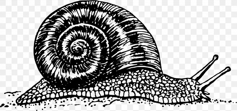 Gastropods Burgundy Snail, PNG, 2311x1082px, Gastropods, Artwork, Black And White, Burgundy Snail, Drawing Download Free