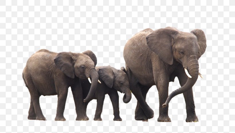 Indian Elephant Photoshop Plugin African Elephant Brush, PNG, 800x464px, Indian Elephant, Adobe Lightroom, African Elephant, Animal, Brush Download Free