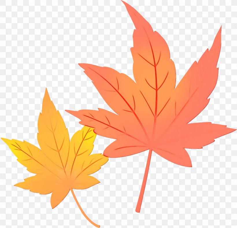 Maple Leaf, PNG, 1026x988px, Watercolor, Black Maple, Leaf, Maple, Maple Leaf Download Free