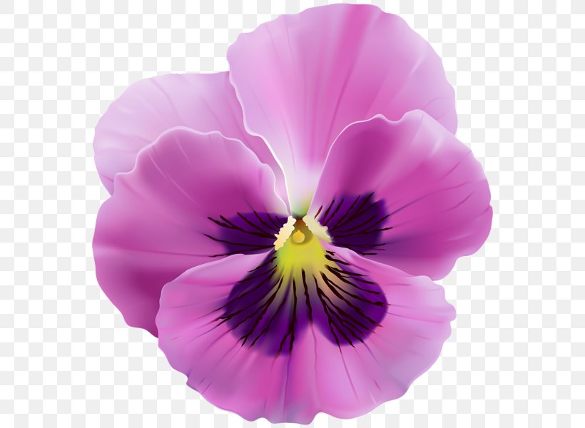 Pansy Royalty-free Clip Art, PNG, 570x600px, Watercolor, Cartoon, Flower, Frame, Heart Download Free