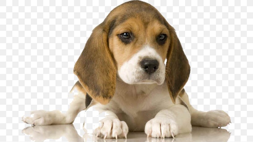 Beagle Dogo Argentino Shar Pei Dogue De Bordeaux Schweizerischer Niederlaufhund, PNG, 682x461px, Beagle, Animal, Beagle Harrier, Breed, Carnivoran Download Free