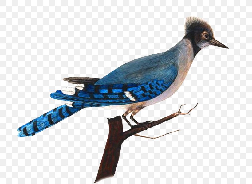 Blue Jay Bird Nest Parrot Animal, PNG, 733x600px, Blue Jay, Animal, Beak, Bird, Bird Nest Download Free