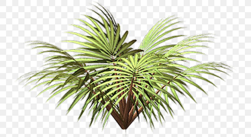 Coconut Vegetation Date Palm Flowerpot Leaf, PNG, 730x450px, Coconut, Arecaceae, Arecales, Date Palm, Flowerpot Download Free