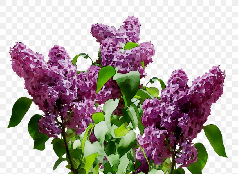 Common Lilac Clip Art Flower, PNG, 1574x1156px, Lilac, Blume, Buddleia, Common Lilac, Cut Flowers Download Free