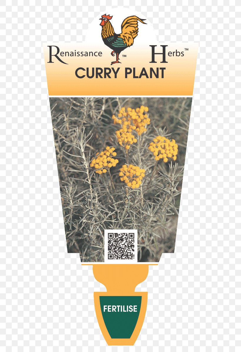 Curry Plant Indian Cuisine Herb Food, PNG, 580x1200px, Curry Plant, Aroma Compound, Curry, Everlasting Flowers, Flora Download Free