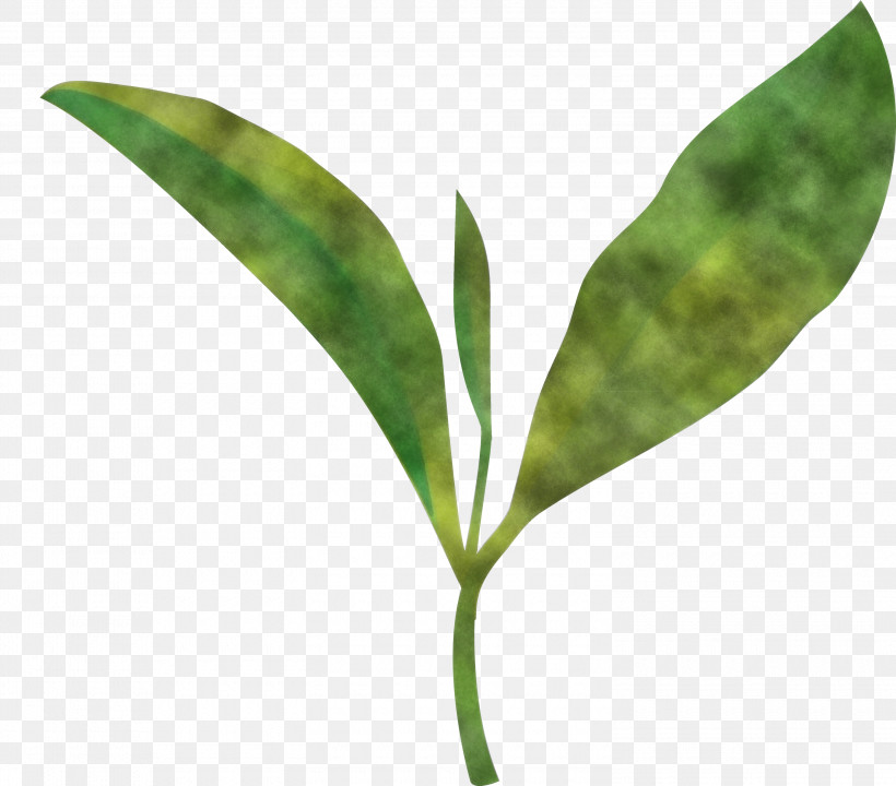 Tea Leaves Leaf Spring, PNG, 3000x2636px, Tea Leaves, Anthurium, Flower, Leaf, Lily Of The Valley Download Free