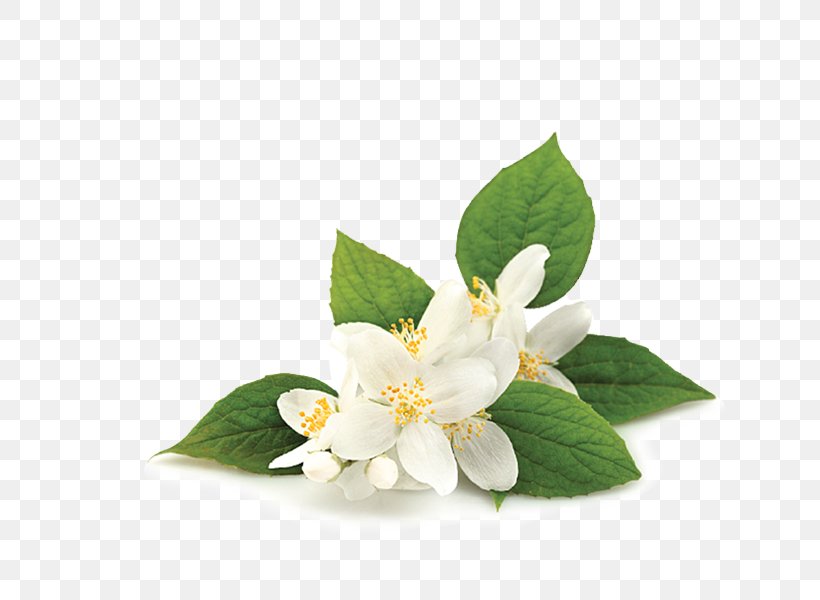 Essential Oil Neroli Absolute Jasmine, PNG, 700x600px, Essential Oil, Absolute, Aroma Compound, Blossom, Cananga Odorata Download Free