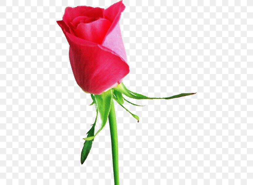 Garden Roses, PNG, 456x600px, Garden Roses, Cut Flowers, Flower, Petal, Pink Download Free