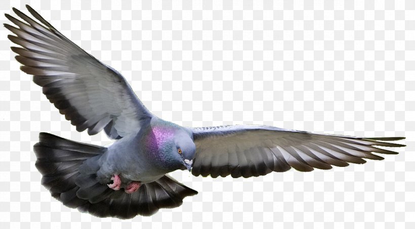 Homing Pigeon Columbidae Fancy Pigeon Bird Pigeon Racing, PNG, 1185x657px, Racing Homer, Beak, Bird, Bird Control, Bird Control Spike Download Free