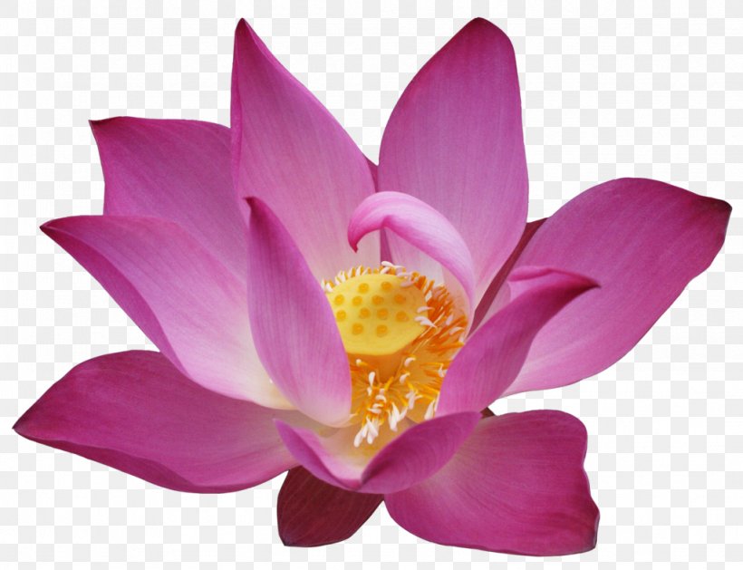 Seedpod Of The Lotus, PNG, 1024x786px, Tiff, Aquatic Plant, Art, Flower, Flowering Plant Download Free