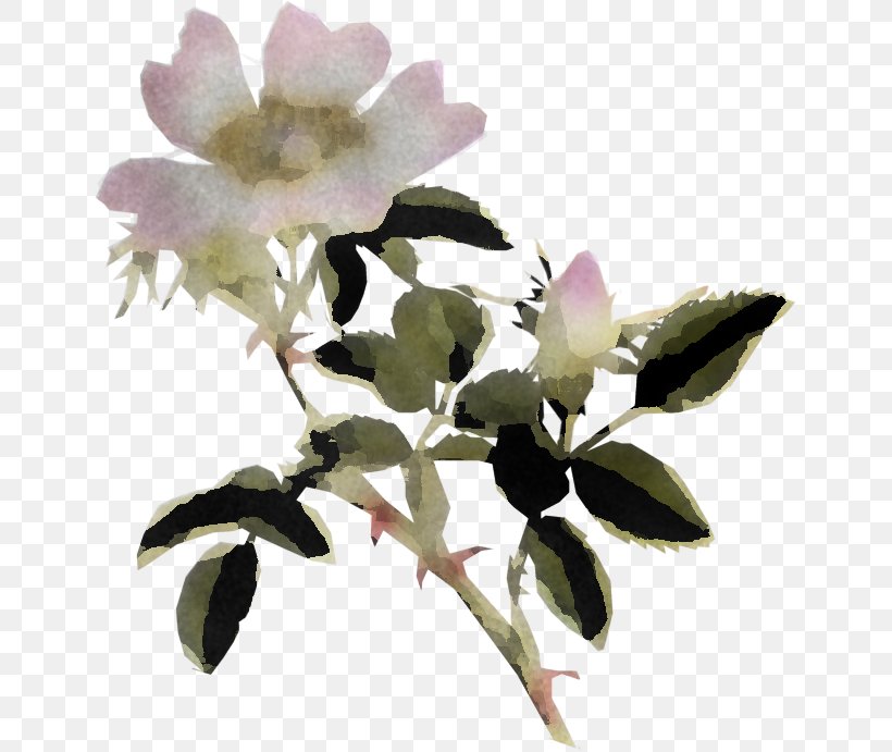 Flower Plant Petal Branch Rose Family, PNG, 645x691px, Flower, Branch, Camellia Sasanqua, Mock Orange, Petal Download Free