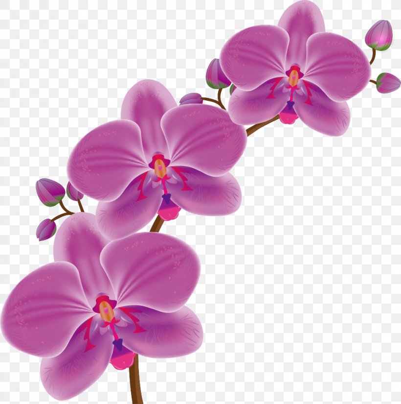 Orchids Drawing Flower, PNG, 967x974px, Orchids, Blossom, Cartoon, Cut