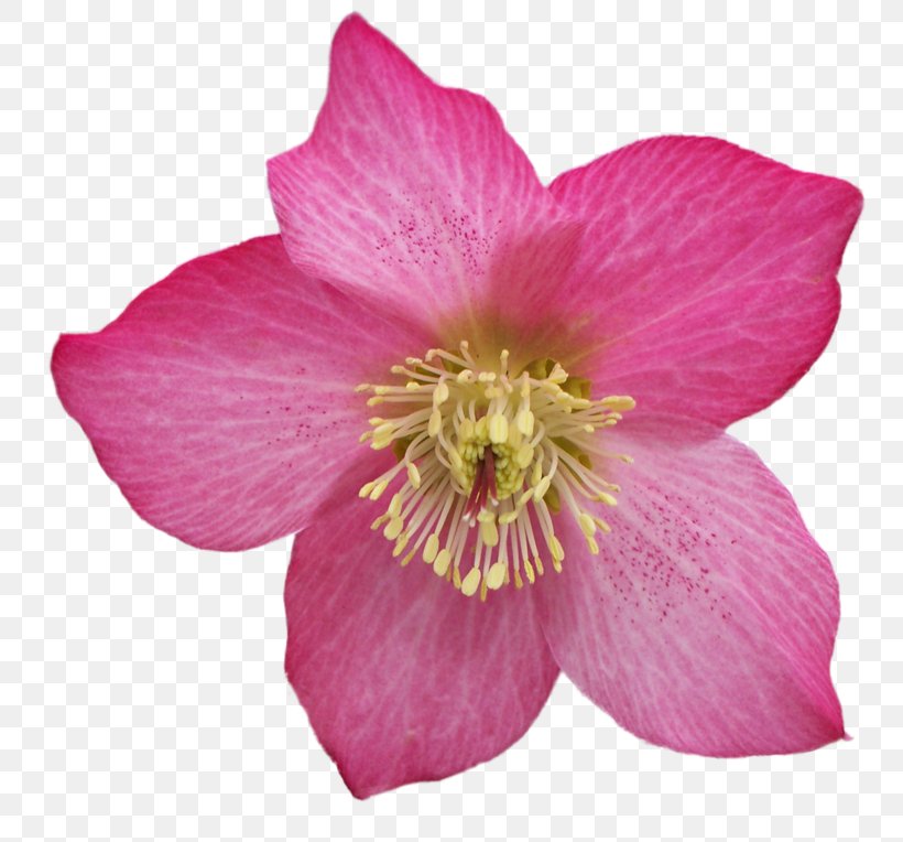Petal Flower .de, PNG, 800x764px, Petal, Annual Plant, Blog, Color, Disciple Download Free