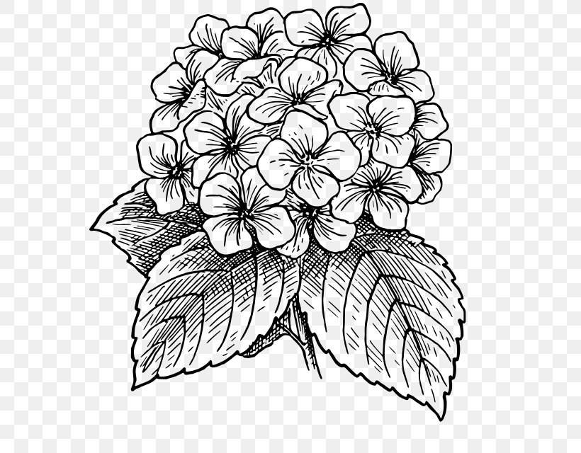 Flower Drawings Line Art, PNG, 575x640px, Flower Drawings, Art, Art Museum, Artwork, Black And White Download Free