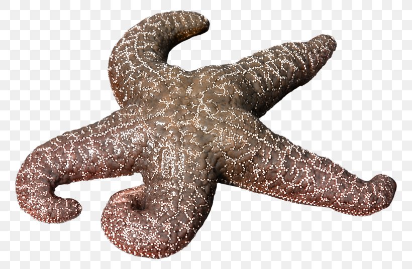 Starfish, PNG, 800x536px, Starfish, Designer, Fishing Year, Food Network Magazine, Free Download Free