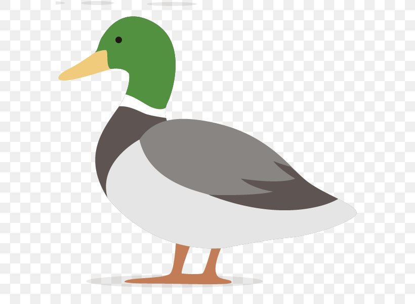 Vector Graphics Duck Illustration Image, PNG, 600x600px, Duck, American Black Duck, Animal, Animated Cartoon, Beak Download Free