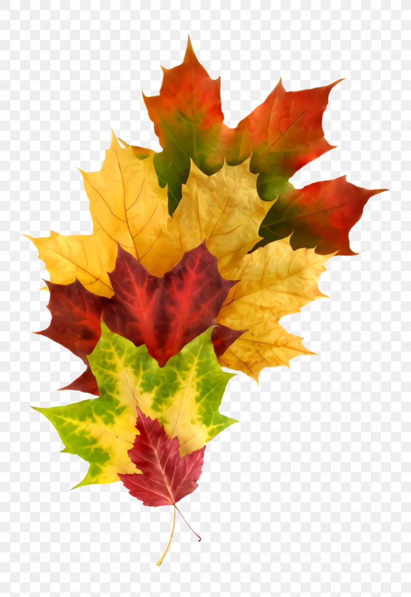 Maple Leaf, PNG, 1660x2408px, Leaf, Black Maple, Deciduous, Flowering Plant, Maple Leaf Download Free