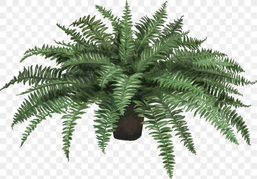 Nephrolepis Exaltata Fern Plant Leaf Artificial Flower, PNG, 2453x1709px, Fern, Bulb, Drawing, Evergreen, Ferns And Horsetails Download Free